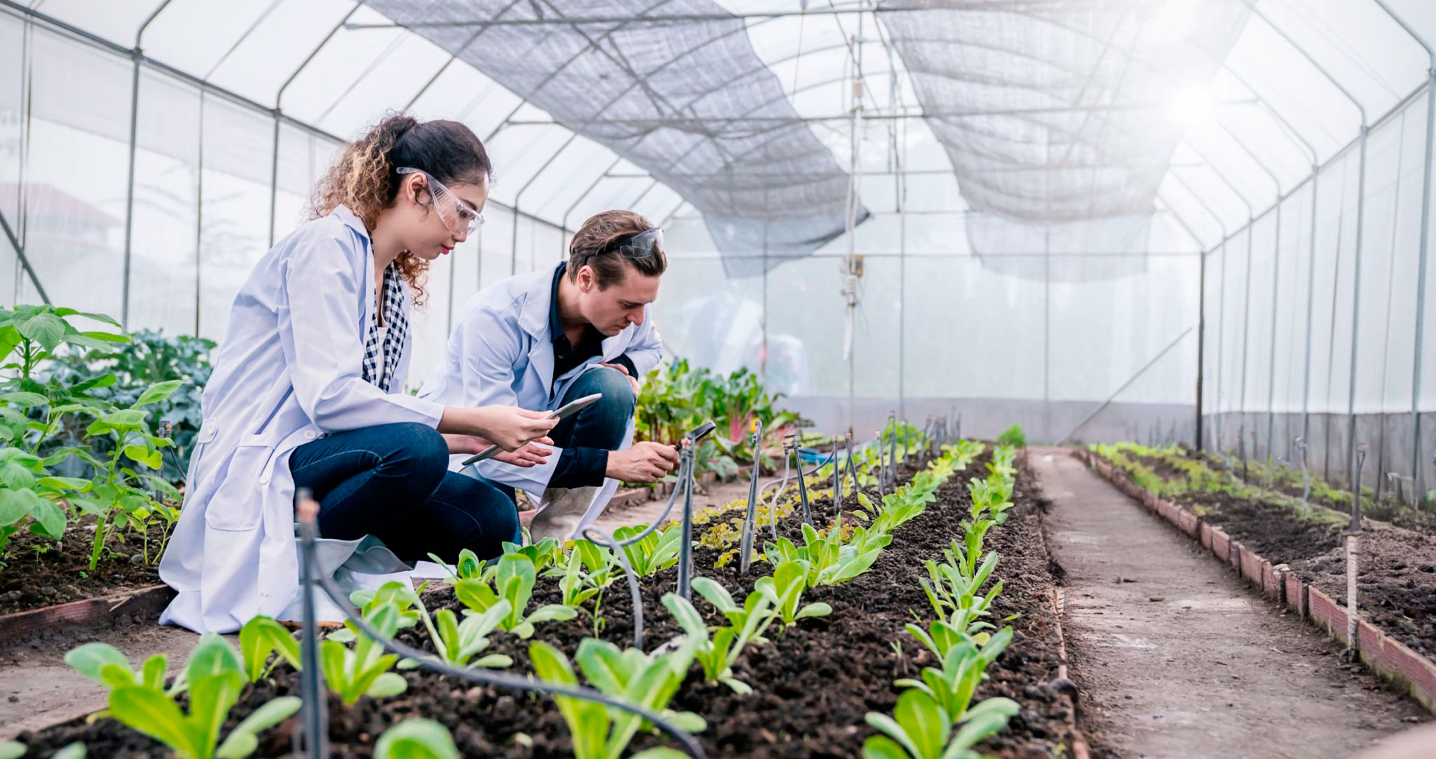 Ingeniería Agrícola
