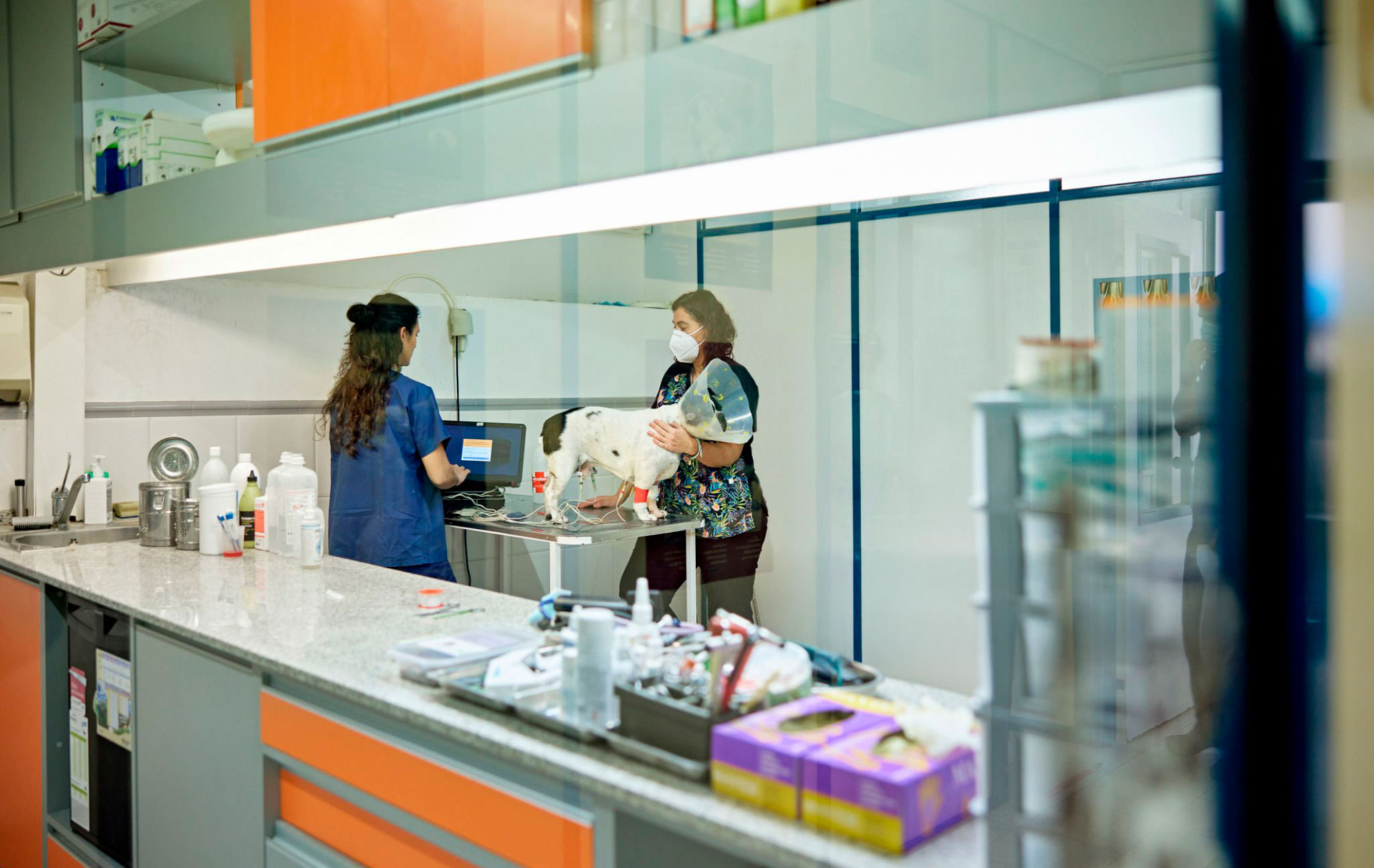 Medicina Veterinaria