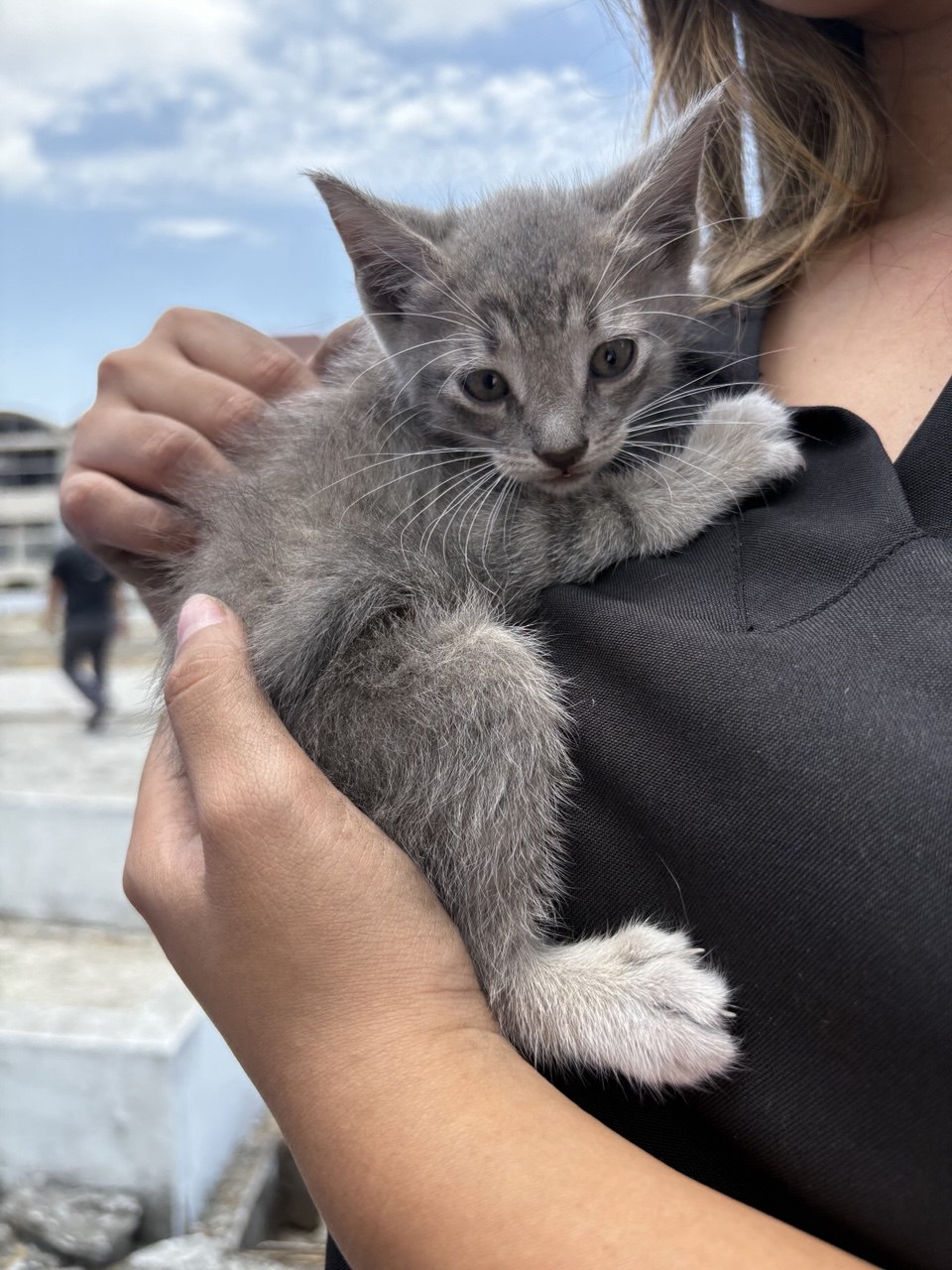 Compromiso con el bienestar animal: rescatan a gatitos en la UAE