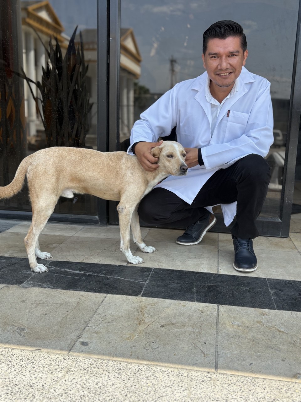 Diagnóstico y manejo del bloqueo auriculoventricular en perros: perspectivas desde la UAE