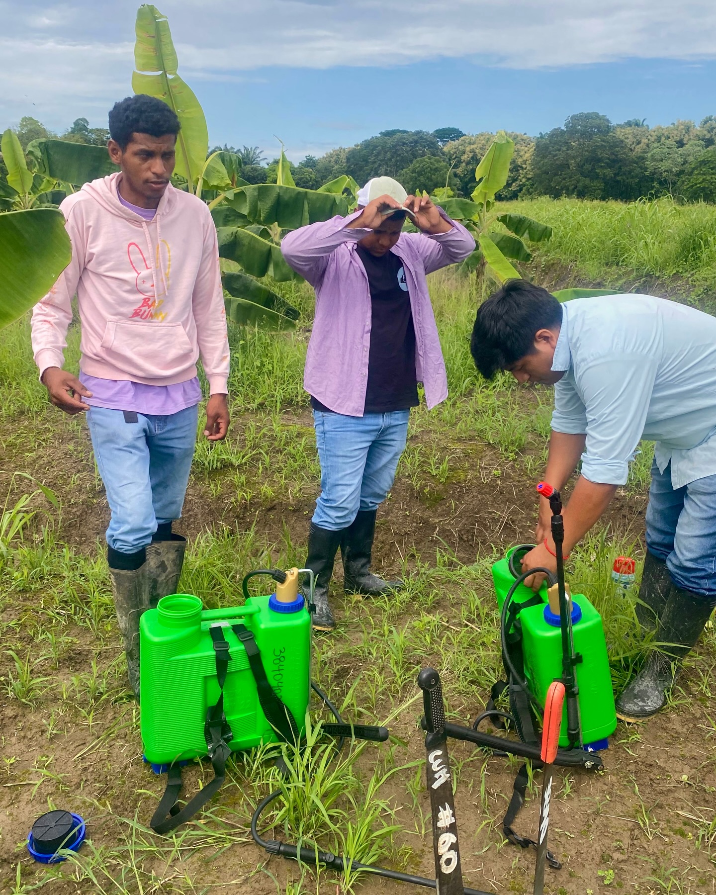Estudiantes de Agronomía de la UAE inician prácticas preprofesionales en manejo de malezas en musáceas 